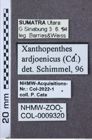 Etikett zu Mulsanteus wudangshanensis (Schimmel & Tarnawski, 2007)